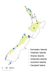 Hypericum kouytchense distribution map based on databased records at AK, CHR and WELT.
 Image: K. Boardman © Landcare Research 2014 